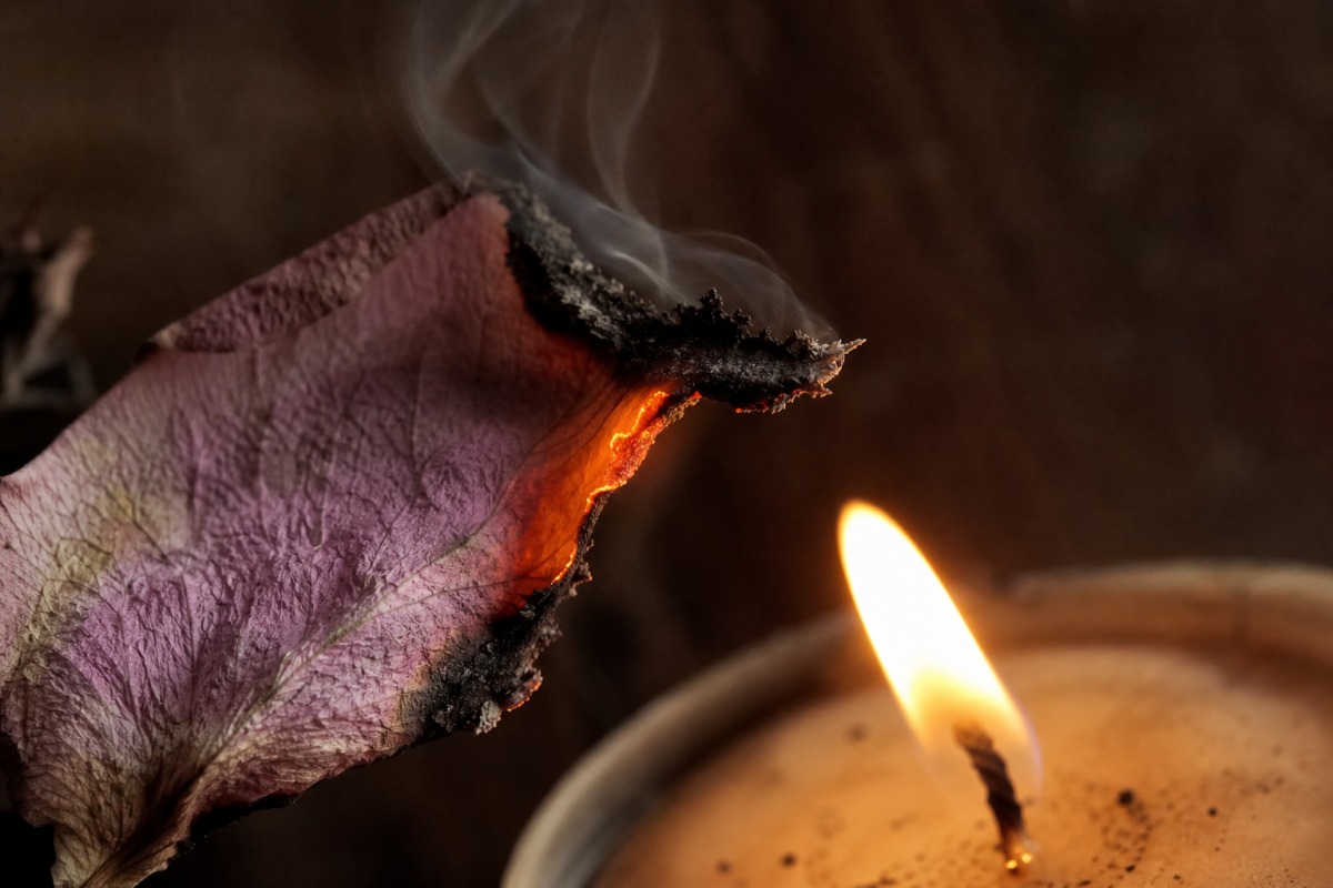 Cadru macro al marginii unei petale uscate de trandafir care se carbonizează și fumegă la flacăra lumânării